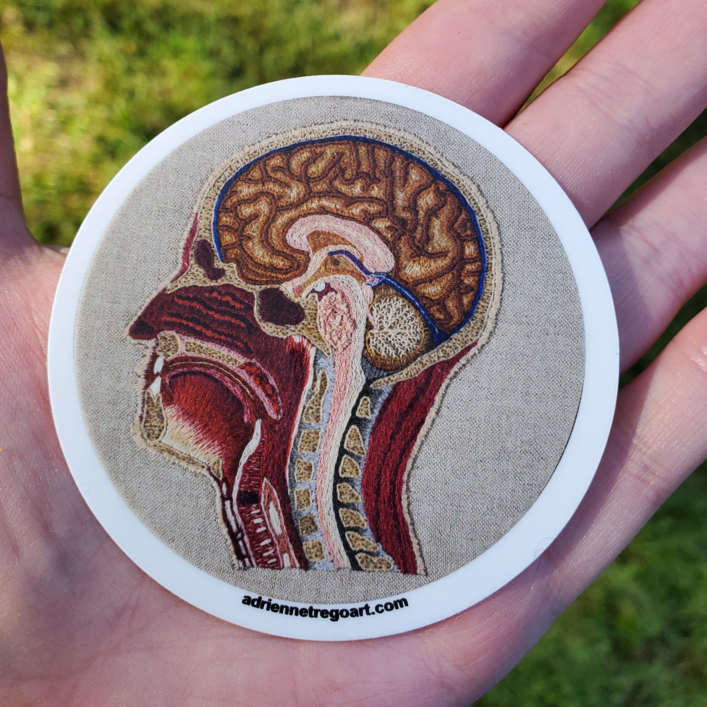 Sagittal Skull, Sticker